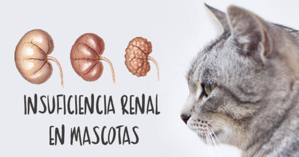 Insuficiencia Renal en Perros y Gatos: Síntomas, Diagnóstico y Tratamiento